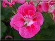 pink white geranium flower