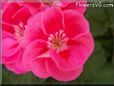 pink white geranium flower