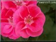 pink white geranium flower