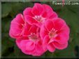 pink white geranium flower