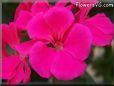 dark pink geranium flower
