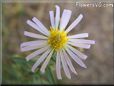 white daisy flower