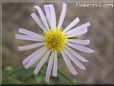 white daisy flower
