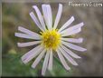 white daisy flower