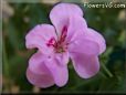 pink geranium flower