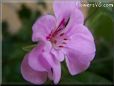 pink geranium flower