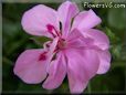 pink geranium flower