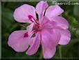 pink geranium flower