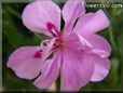 pink geranium flower
