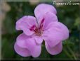 pink geranium flower