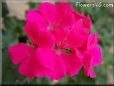 dark pink geranium flower