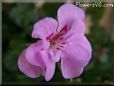 pink geranium flower