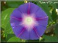 blue purple morning glory flower