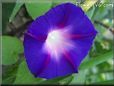 dark blue purple morning glory flower