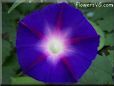 dark blue purple morning glory flower