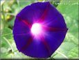 dark blue purple morning glory flower