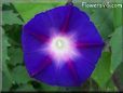 dark blue purple morning glory flower