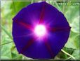 dark blue purple morning glory flower