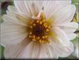 white dahlia flower