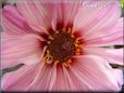 white pink dahlia flower