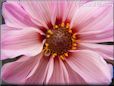 white pink dahlia flower