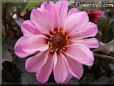 white pink dahlia flower