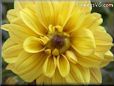 yellow dahlia flower