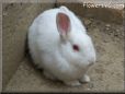 big white bunny rabbit