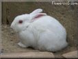 large white bunny rabbit