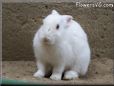 large white bunny rabbit