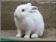 large white bunny rabbit