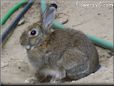 white brown bunny rabbit