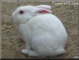 large white bunny rabbit