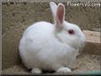 large white bunny rabbit