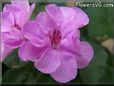 pink geranium flower