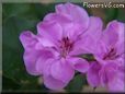 pink geranium flower