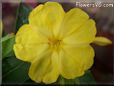 four o clock flower