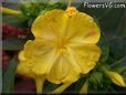 four o clock flower