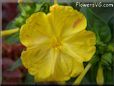 four o clock flower
