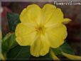 four o clock flower