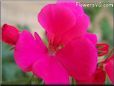 dark pink geranium flower