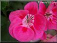 pink white geranium flower