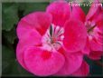 pink white geranium flower