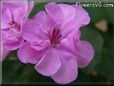 pink geranium flower