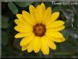 yellow african daisy flower