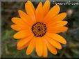 orange daisy flower