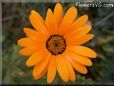 orange daisy flower