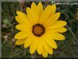 yellow african daisy flower