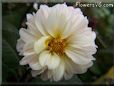 white dahlia flower