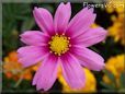 pink cosmos flower picture